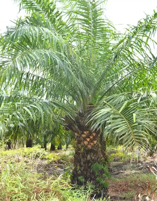 Kelapa